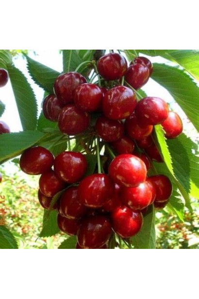 Грона стиглих черешень ‘Queen Mary’ на гілках